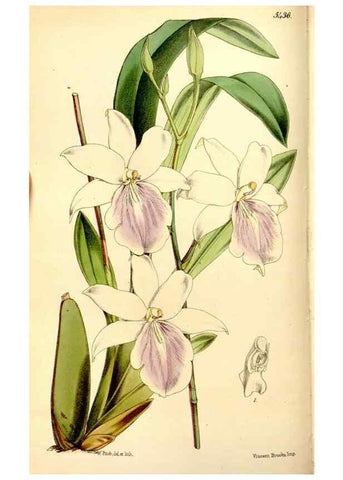 Reproducción/Reproduction 8167008645: Curtis's botanical magazine.. London ;New York [etc.] :Academic Press [etc.]