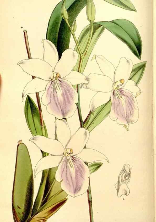 Reproducción/Reproduction 8167008645: Curtis's botanical magazine.. London ;New York [etc.] :Academic Press [etc.]