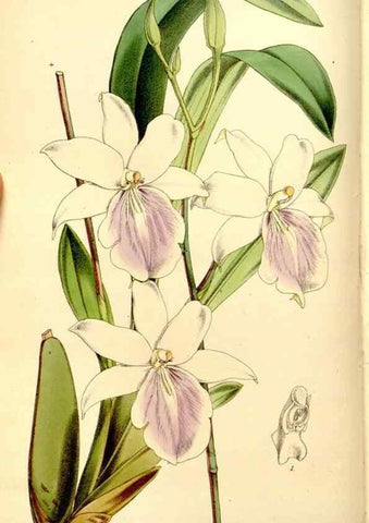 Reproducción/Reproduction 8167008645: Curtis's botanical magazine.. London ;New York [etc.] :Academic Press [etc.]