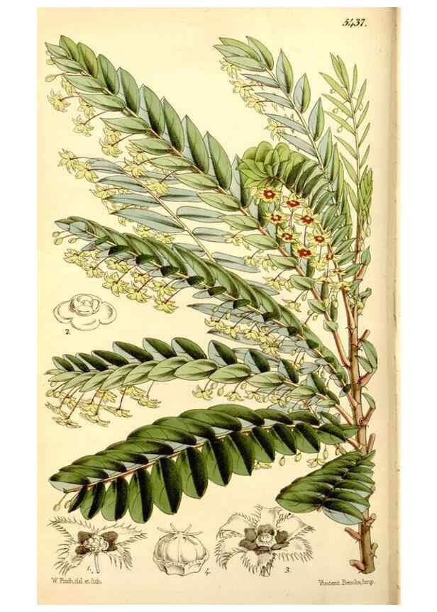 Reproducción/Reproduction 8167038798: Curtis's botanical magazine.. London ;New York [etc.] :Academic Press [etc.]