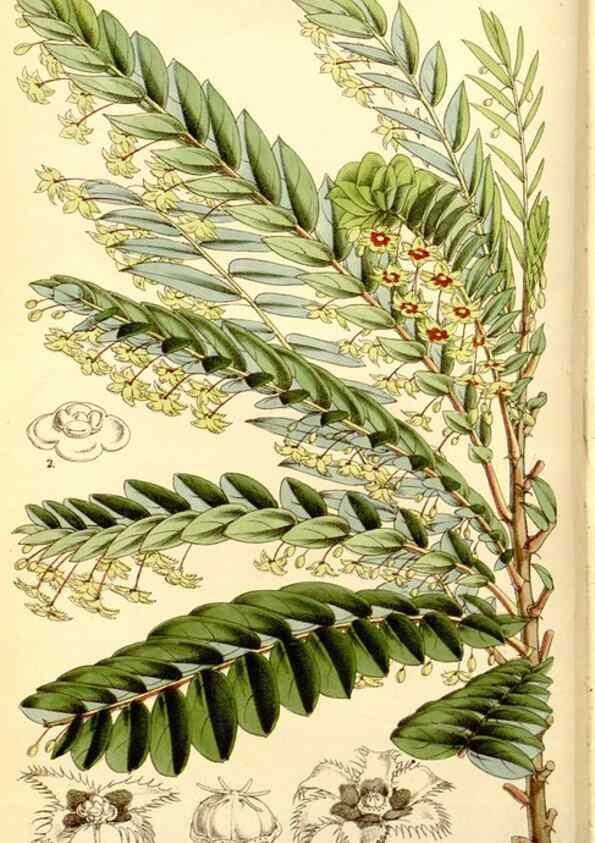 Reproducción/Reproduction 8167038798: Curtis's botanical magazine.. London ;New York [etc.] :Academic Press [etc.]