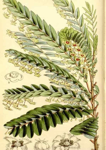 Reproducción/Reproduction 8167038798: Curtis's botanical magazine.. London ;New York [etc.] :Academic Press [etc.]