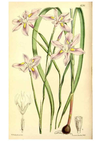 Reproducción/Reproduction 8167039448: Curtis's botanical magazine.. London ;New York [etc.] :Academic Press [etc.]