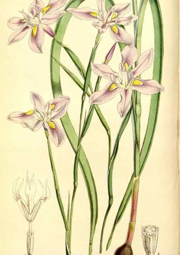 Reproducción/Reproduction 8167039448: Curtis's botanical magazine.. London ;New York [etc.] :Academic Press [etc.]