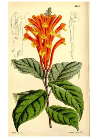 Reproducción/Reproduction 8167040264: Curtis's botanical magazine.. London ;New York [etc.] :Academic Press [etc.]