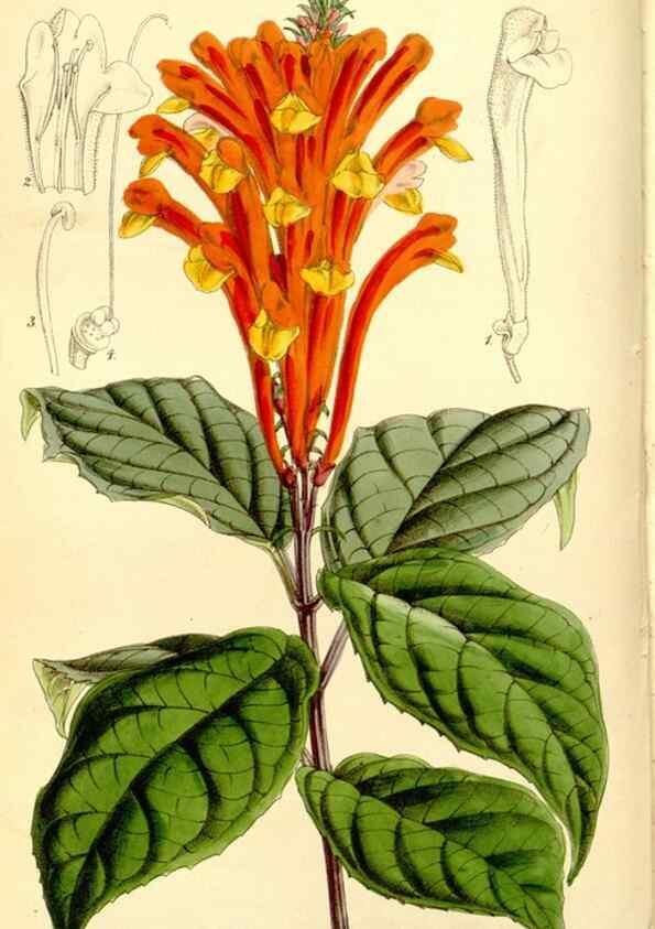 Reproducción/Reproduction 8167040264: Curtis's botanical magazine.. London ;New York [etc.] :Academic Press [etc.]