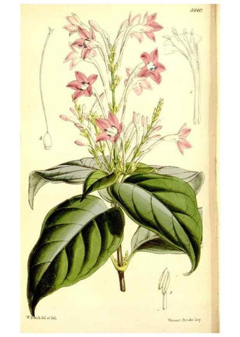 Reproducción/Reproduction 8167012005: Curtis's botanical magazine.. London ;New York [etc.] :Academic Press [etc.]