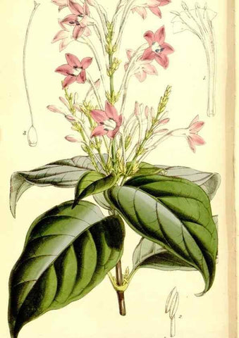 Reproducción/Reproduction 8167012005: Curtis's botanical magazine.. London ;New York [etc.] :Academic Press [etc.]