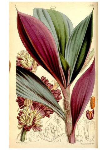 Reproducción/Reproduction 8167000187: Curtis's botanical magazine.. London ;New York [etc.] :Academic Press [etc.]