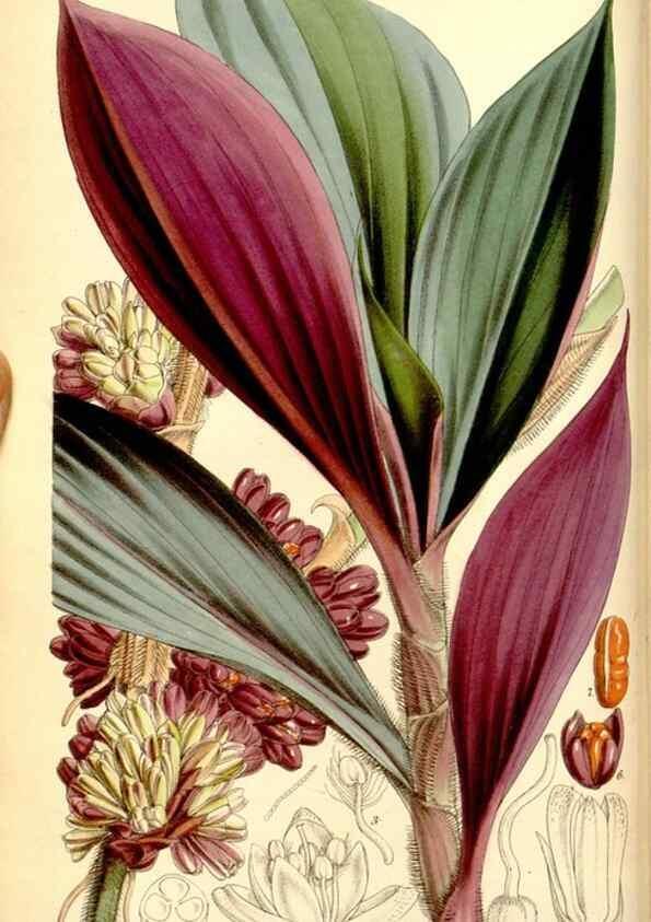 Reproducción/Reproduction 8167000187: Curtis's botanical magazine.. London ;New York [etc.] :Academic Press [etc.]
