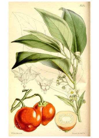Reproducción/Reproduction 8166999271: Curtis's botanical magazine.. London ;New York [etc.] :Academic Press [etc.]