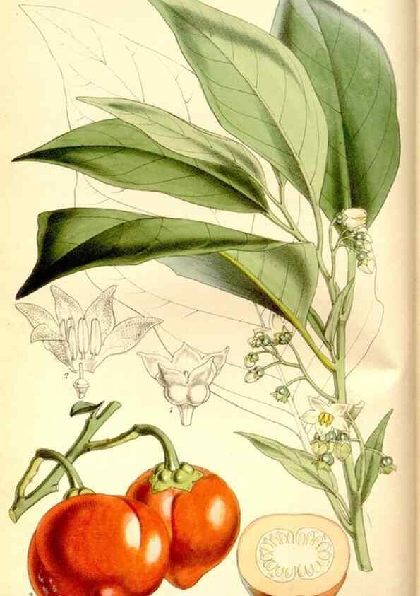 Reproducción/Reproduction 8166999271: Curtis's botanical magazine.. London ;New York [etc.] :Academic Press [etc.]