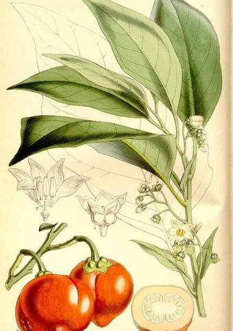 Reproducción/Reproduction 8166999271: Curtis's botanical magazine.. London ;New York [etc.] :Academic Press [etc.]