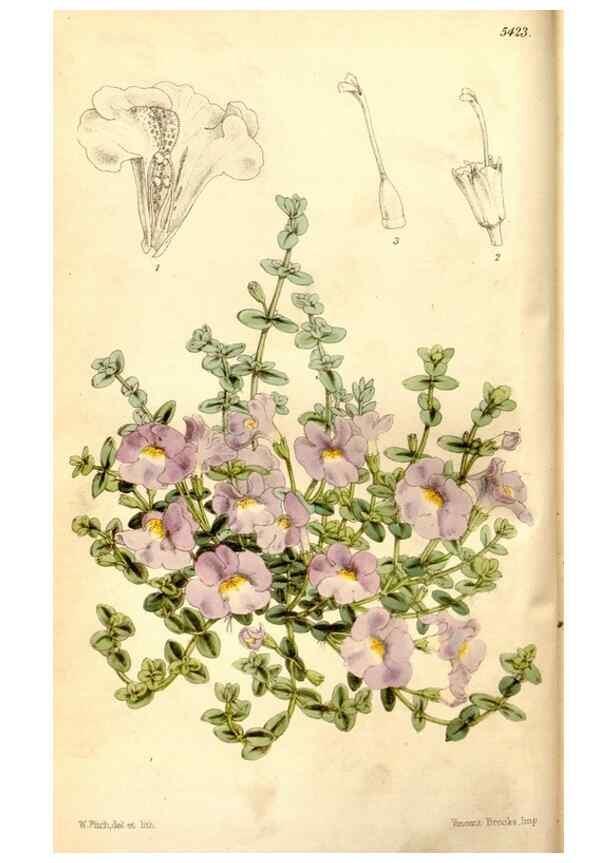 Reproducción/Reproduction 8167027562: Curtis's botanical magazine.. London ;New York [etc.] :Academic Press [etc.]