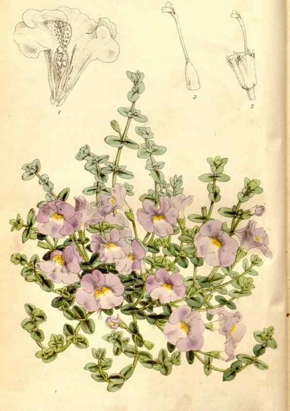Reproducción/Reproduction 8167027562: Curtis's botanical magazine.. London ;New York [etc.] :Academic Press [etc.]