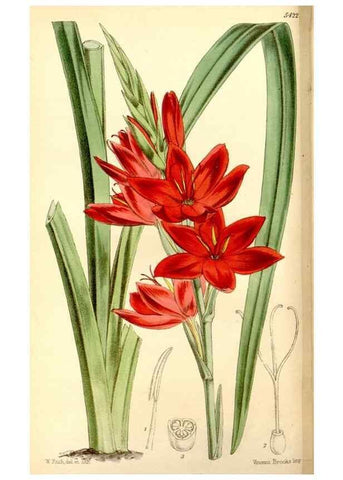 Reproducción/Reproduction 8166997697: Curtis's botanical magazine.. London ;New York [etc.] :Academic Press [etc.]