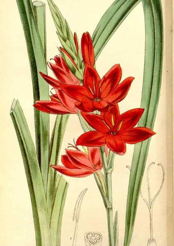Reproducción/Reproduction 8166997697: Curtis's botanical magazine.. London ;New York [etc.] :Academic Press [etc.]