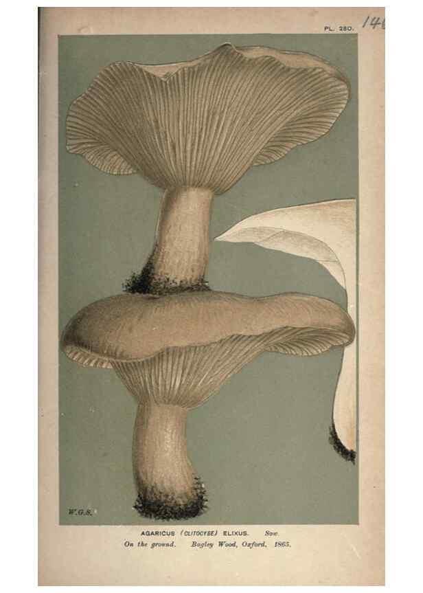 Reproducción/Reproduction 8163958182: Illustrations of British Fungi (Hymenomycetes), to serve as an atlas to the ""Handbook of British Fungi"".. LondonWilliams and Norgate1881-91