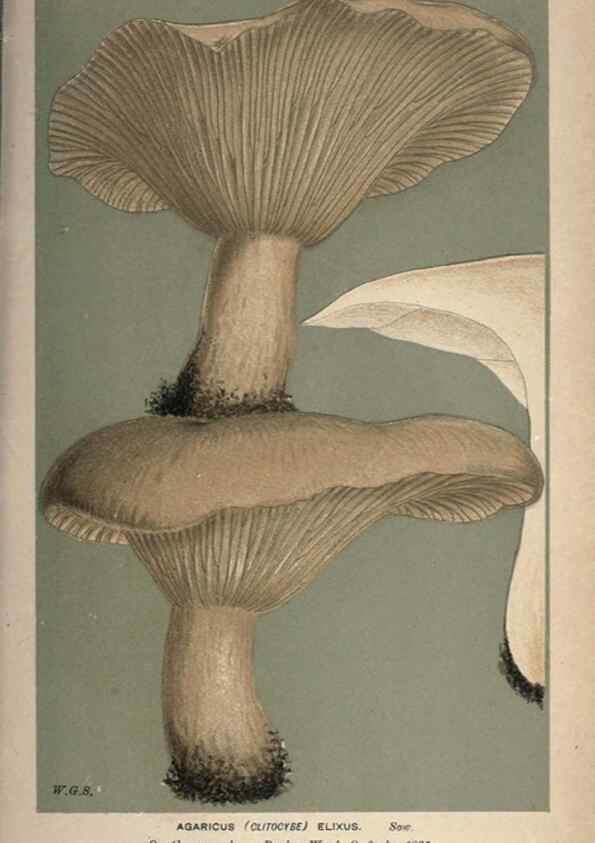 Reproducción/Reproduction 8163958182: Illustrations of British Fungi (Hymenomycetes), to serve as an atlas to the ""Handbook of British Fungi"".. LondonWilliams and Norgate1881-91