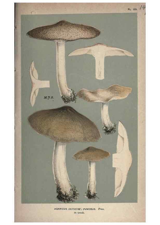 Reproducción/Reproduction 8163958578: Illustrations of British Fungi (Hymenomycetes), to serve as an atlas to the ""Handbook of British Fungi"".. LondonWilliams and Norgate1881-91