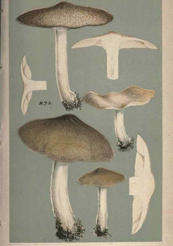 Reproducción/Reproduction 8163958578: Illustrations of British Fungi (Hymenomycetes), to serve as an atlas to the ""Handbook of British Fungi"".. LondonWilliams and Norgate1881-91