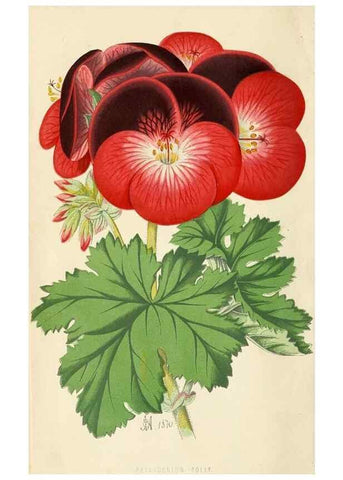 Reproducción/Reproduction 8166724392: The Floral world and garden guide.. London,Groombridge and Sons,1858-1880.