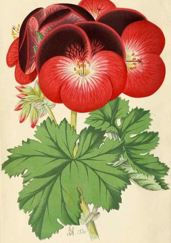 Reproducción/Reproduction 8166724392: The Floral world and garden guide.. London,Groombridge and Sons,1858-1880.