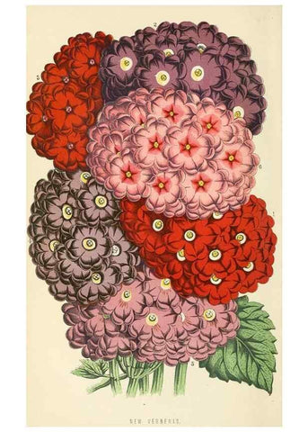 Reproducción/Reproduction 8166725938: The Floral world and garden guide.. London,Groombridge and Sons,1858-1880.