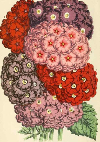 Reproducción/Reproduction 8166725938: The Floral world and garden guide.. London,Groombridge and Sons,1858-1880.