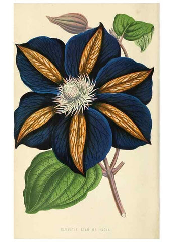 Reproducción/Reproduction 8166726386: The Floral world and garden guide.. London,Groombridge and Sons,1858-1880.
