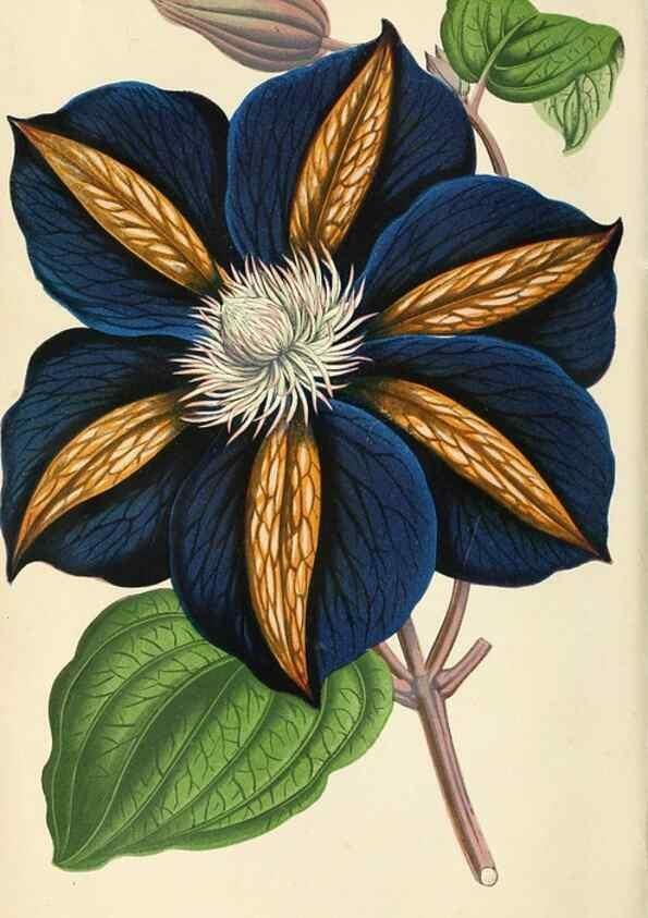 Reproducción/Reproduction 8166726386: The Floral world and garden guide.. London,Groombridge and Sons,1858-1880.