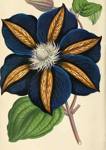 Reproducción/Reproduction 8166726386: The Floral world and garden guide.. London,Groombridge and Sons,1858-1880.