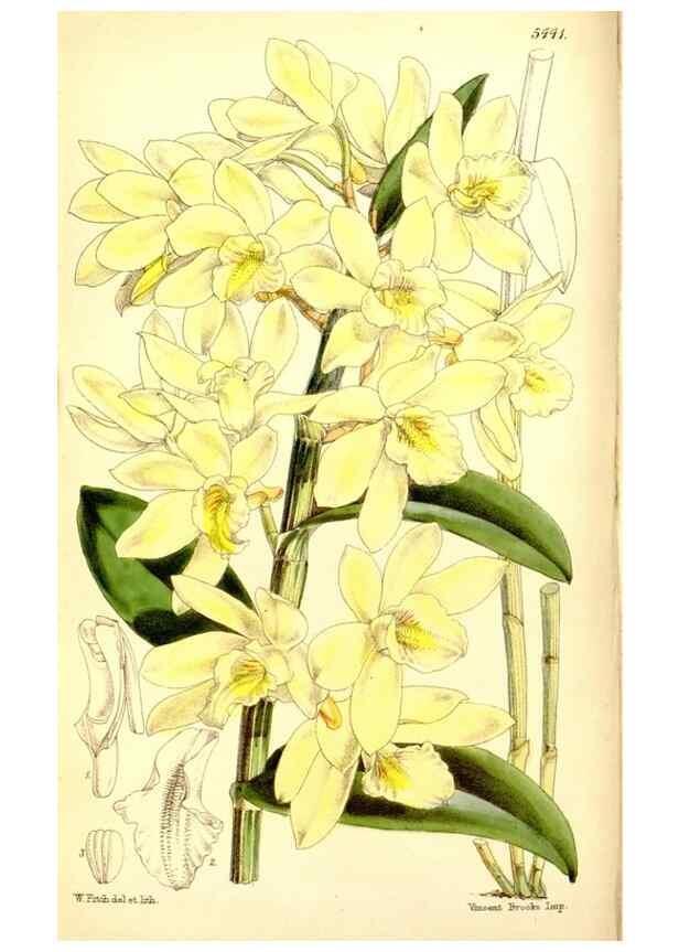 Reproducción/Reproduction 8167041858: Curtis's botanical magazine.. London ;New York [etc.] :Academic Press [etc.]