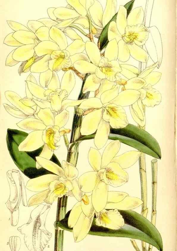 Reproducción/Reproduction 8167041858: Curtis's botanical magazine.. London ;New York [etc.] :Academic Press [etc.]