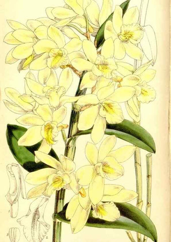 Reproducción/Reproduction 8167041858: Curtis's botanical magazine.. London ;New York [etc.] :Academic Press [etc.]