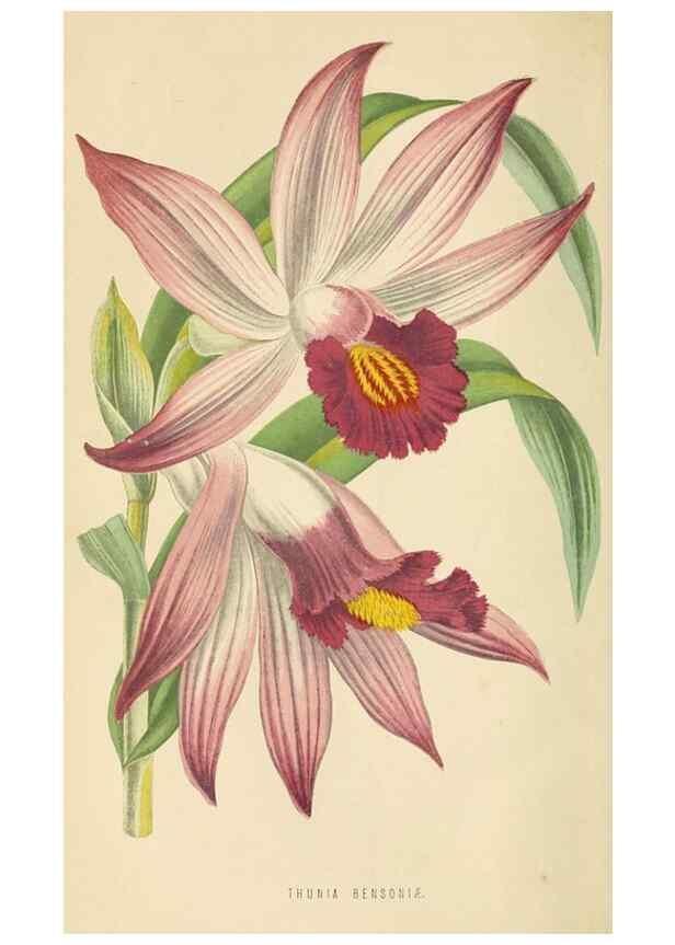 Reproducción/Reproduction 8166726768: The Floral world and garden guide.. London,Groombridge and Sons,1858-1880.