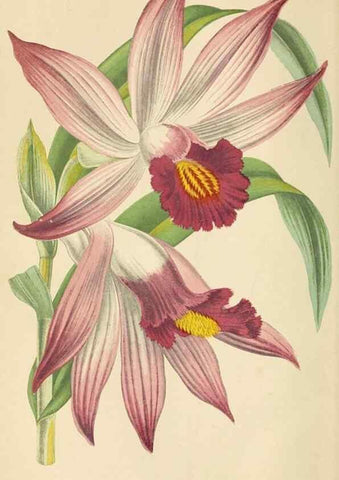 Reproducción/Reproduction 8166726768: The Floral world and garden guide.. London,Groombridge and Sons,1858-1880.