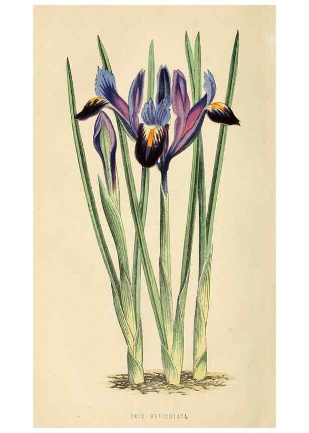 Reproducción/Reproduction 8166698121: The Floral world and garden guide.. London,Groombridge and Sons,1858-1880.