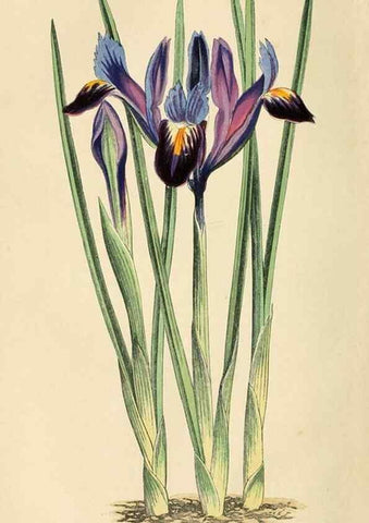 Reproducción/Reproduction 8166698121: The Floral world and garden guide.. London,Groombridge and Sons,1858-1880.