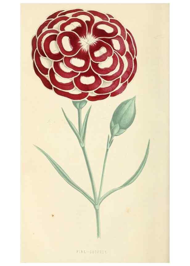Reproducción/Reproduction 8166698423: The Floral world and garden guide.. London,Groombridge and Sons,1858-1880.