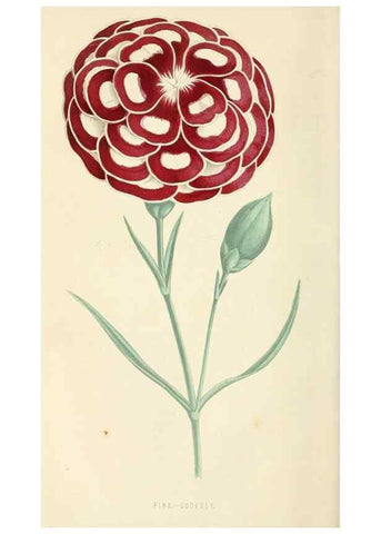Reproducción/Reproduction 8166698423: The Floral world and garden guide.. London,Groombridge and Sons,1858-1880.
