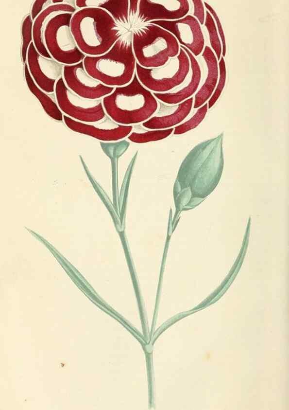 Reproducción/Reproduction 8166698423: The Floral world and garden guide.. London,Groombridge and Sons,1858-1880.
