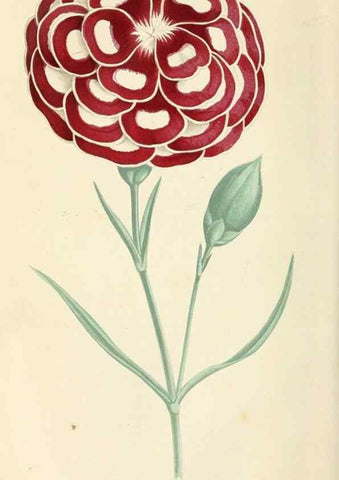 Reproducción/Reproduction 8166698423: The Floral world and garden guide.. London,Groombridge and Sons,1858-1880.
