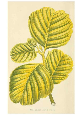 Reproducción/Reproduction 8166698947: The Floral world and garden guide.. London,Groombridge and Sons,1858-1880.