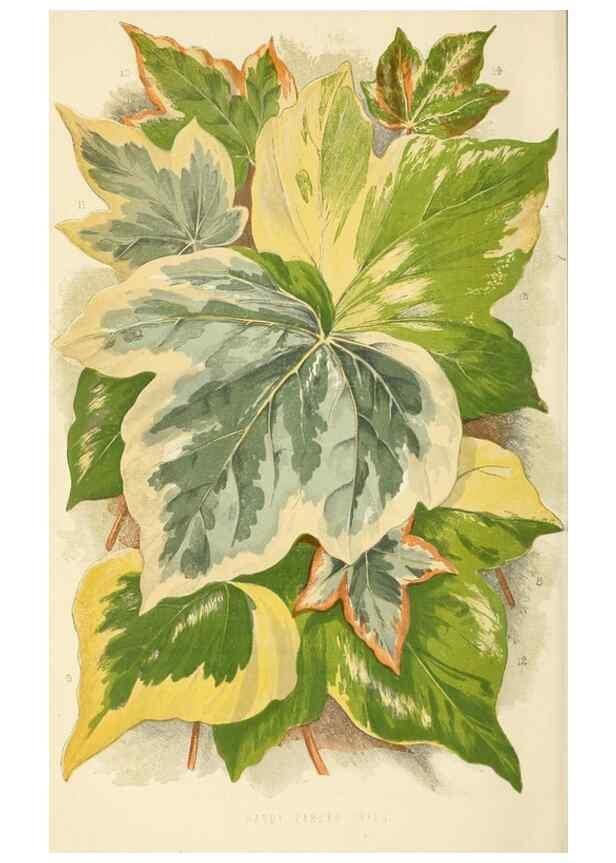 Reproducción/Reproduction 8166699349: The Floral world and garden guide.. London,Groombridge and Sons,1858-1880.
