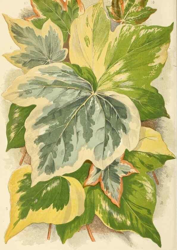 Reproducción/Reproduction 8166699349: The Floral world and garden guide.. London,Groombridge and Sons,1858-1880.