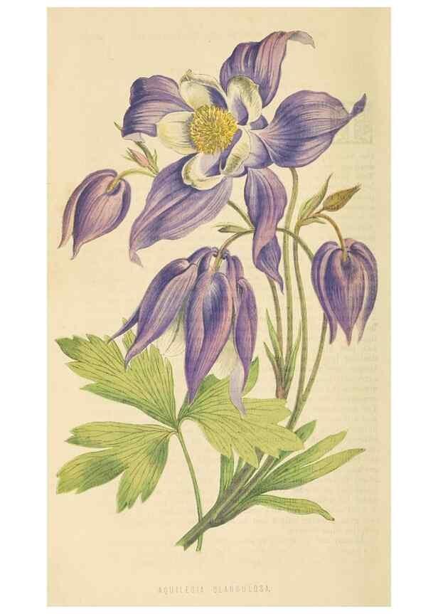 Reproducción/Reproduction 8166699747: The Floral world and garden guide.. London,Groombridge and Sons,1858-1880.
