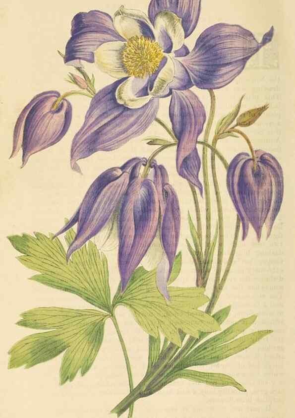 Reproducción/Reproduction 8166699747: The Floral world and garden guide.. London,Groombridge and Sons,1858-1880.