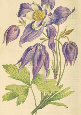 Reproducción/Reproduction 8166699747: The Floral world and garden guide.. London,Groombridge and Sons,1858-1880.