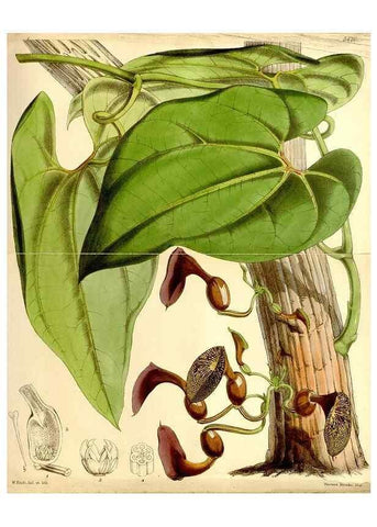 Reproducción/Reproduction 8166996001: Curtis's botanical magazine.. London ;New York [etc.] :Academic Press [etc.]